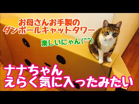 ダンボール　キャットタワー　に登るネコ