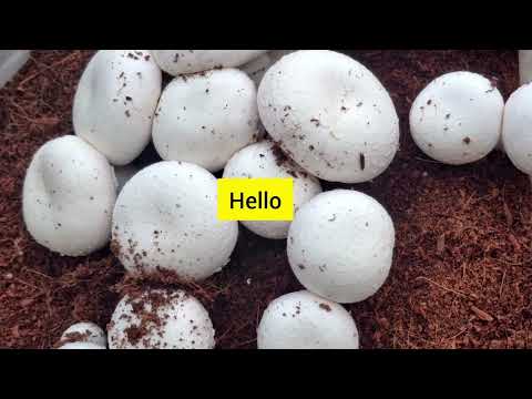 Mushroom farming in India  Live call 📞 Mushroom farming training #mushroom