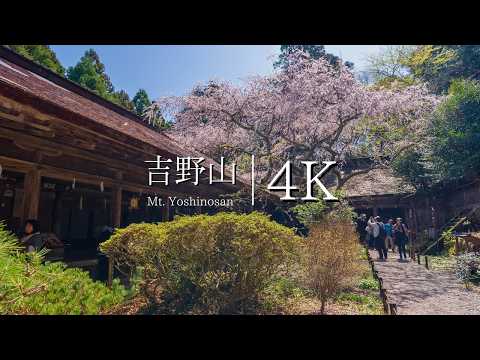 [Yoshinoyama cherry blossom view②] Walk from Kamisenbon to Okusenbon - JAPAN in 4K