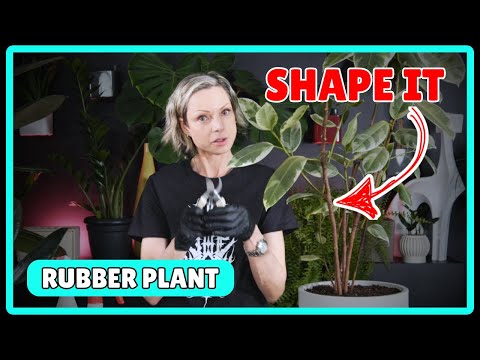 How To Prune A Rubber Plant 🔪🌱