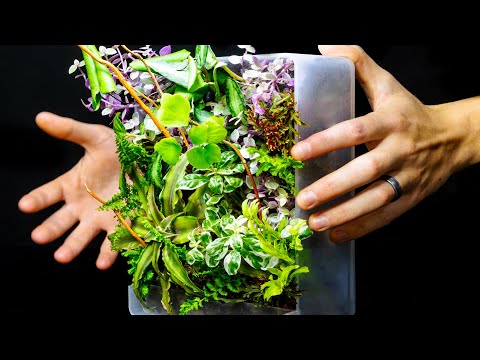 Easy DIY Self-Watering Micro Living Plant Wall