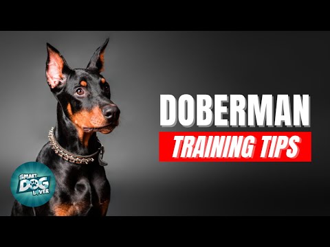 How to Train Your Doberman | Best Doberman Puppy Training Tips