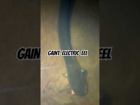 #GIANT #ELECTRIC #EEL. #travelling #travel #nature #wildlife #wildanimals #electrical #amazing #once