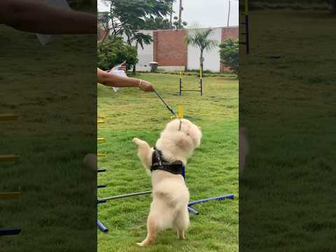 Watch this Chow Chow on agility #chowchow #shorts #dog