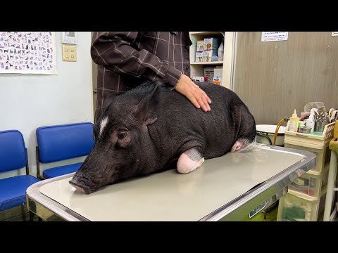 The Pig realized all this at the examination table.