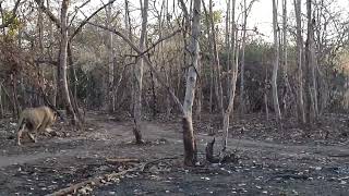 Asiatic lion chases a leopard dragging kill