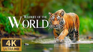 Animals of the World 🐾 Discovery Relaxation Wonderful Wildlife Movie with RELAXING Piano Music