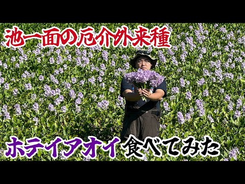 池一面の厄介外来種！ホテイアオイ食べてみた