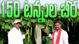 5 ఎకరాల్లో 150 టన్నుల బీర కాయ | Ridge Gourd Cultivation