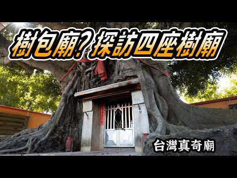 樹和廟融合的究極體!? 探索四座樹包廟 4K ｜ 台灣真奇廟EP15