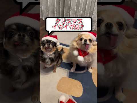 クリスマス遊ぼうよ！ #チワワ#犬 #愛犬 #dog #chihuahua #チワワと暮らす #犬のいる生活