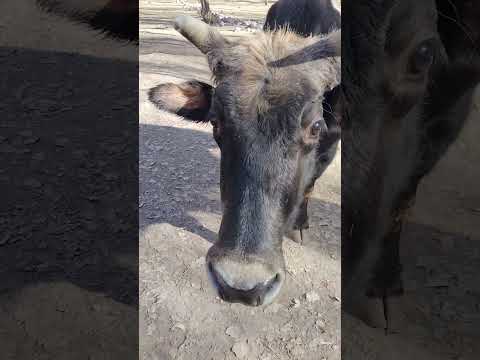 Female Yak is called Xoomo