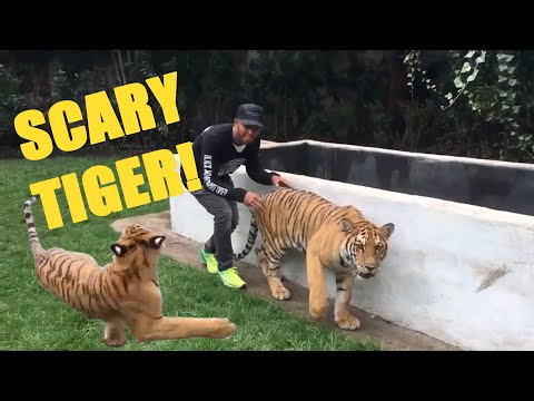 SCARY TIGER NICOLE | Lewis Hamilton Scares a Tiger