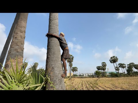 Climbing the Tallest Palm Tree for Fresh Ice Apple Fruit