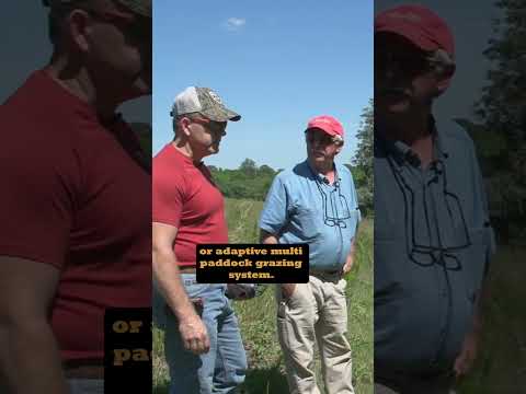 Running out of grass in summer? #cattle