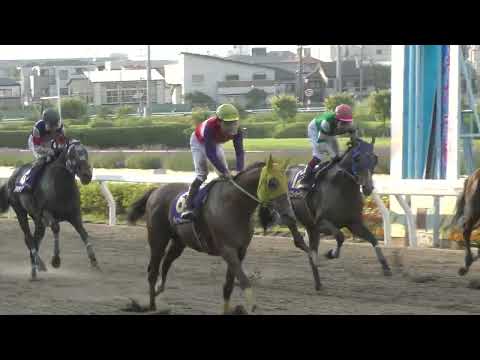 🏇今年からJpnl格上げの浦和「第28回さきたま杯 1400m」は、単勝1.2倍の圧倒的1番人気に支持されたJRA⑦レモンポップが序盤2番手から3角で早々先頭、追撃する2着イグナイター以下を抑え優勝🎊