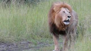 Lion and his cubs roaring