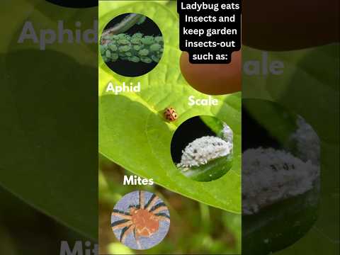 Is Ladybug 🐞 | Ladybeetle benefits to garden?(S-070) #garden #youtubeshorts  #nature #ladybug #plant