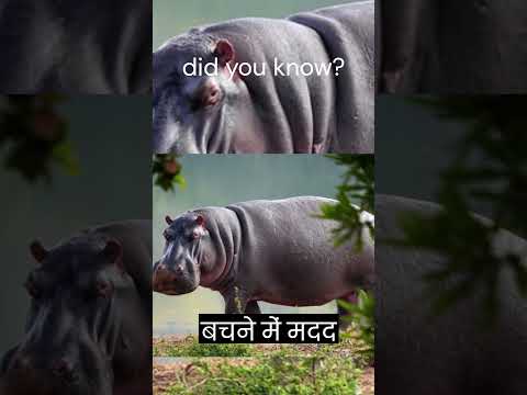 The Fascinating Facts You Didn't Know About hippopotamus