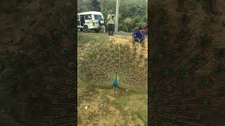 The beautiful Peacock.... #nature #wildlife #naturephotography #animals  #reelindia #indianwildlife