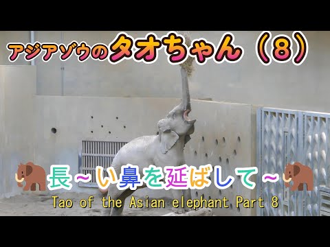 アジアゾウのタオちゃん（８）🐘長～い鼻を延ばして～🐘（円山動物園）Tao of the Asian elephant Part 8