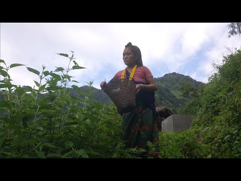 Nepali village || Sisno cooking vegetables in the village