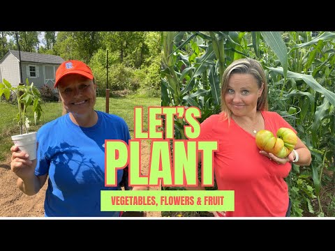 MY SECRET SUCCESSFUL TOMATO PLANTING TIP, PLANTING FRUIT & FLOWERS!! LET’S DIG IN!!