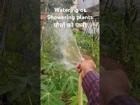 Perfectly Watering Your Garden Plants पौधों को पानी(S-093) #shorts #ytshorts #plants #garden #nature