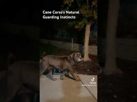 Cane Corsos, Guardians by Nature #canecorso #home #guarddog #security #watchdogs #frenchbulldog