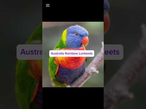 🦜#rainbowlorikeet #shorts #birdshorts #australiashorts #australiabirds