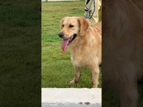 Golden Retriever getting ready to have some fun  #goldenretriever #dog #shorts