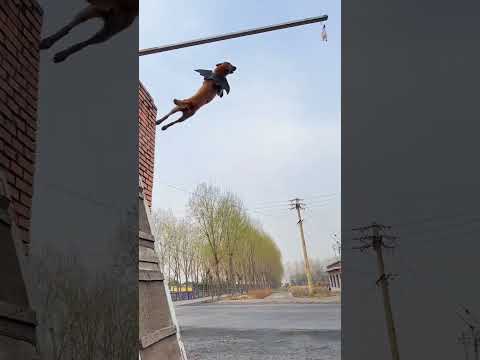 Flying Belgian Malinois #dogjump #smartdog