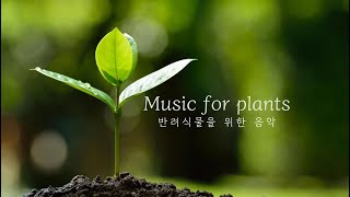 반려식물을 위한 음악 ㅣ식집사에게 추천 ㅣ식물성장촉진음악 ㅣmusic for plantsㅣclassic for plantsㅣ 성장음악 l 꽃을 위한 음악