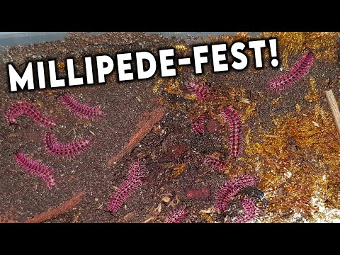 Pink Dragon Millipede Population Boom! [REHOUSE]