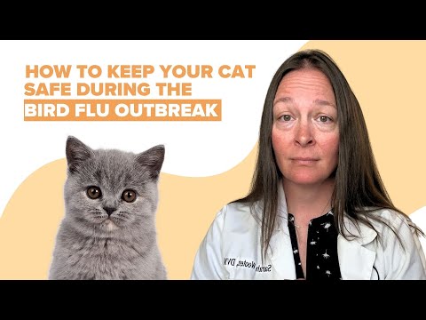 Bird Flu Outbreak in Cats Explained