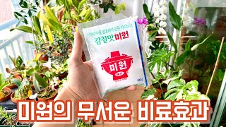 미원의 무서운 비료효과!! 비료의 이중성!!