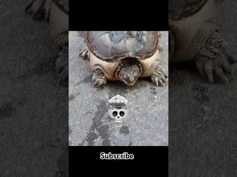 speed in turtles 💀 #trollface #edit #trollfaceedit #moment #moments #shorts