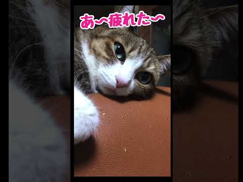 しゃべるネコ　３　Talking cat　#Shorts