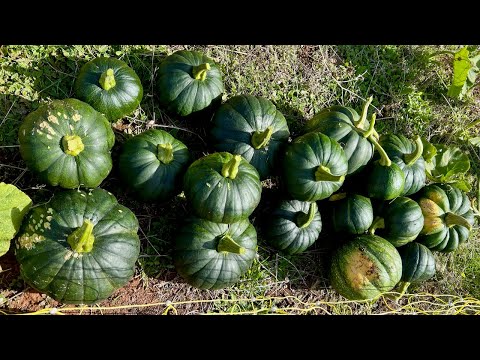 Harvesting the Pumpkins at our Pumpkin Patch