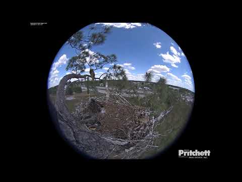 Southwest Florida Eagle Cam 360