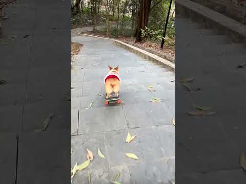 A skateboard Corgi.  #smartdogs  #corgi