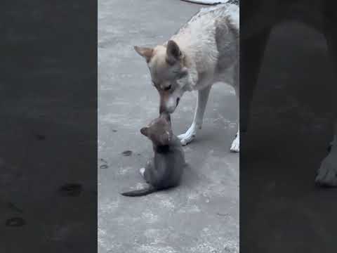 #wolfdog mom disciplining her kid