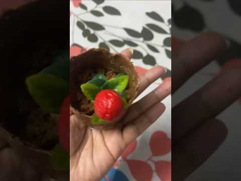 Chocolate 🌺 Flower Pot #shorts #shortsfeed#youtubeshorts #shortsvideo #trending