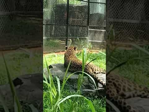 Mysore zoo#cheetah#what n attitude#video#viralvideo