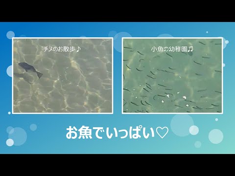 チヌのお散歩＆小魚の幼稚園♪