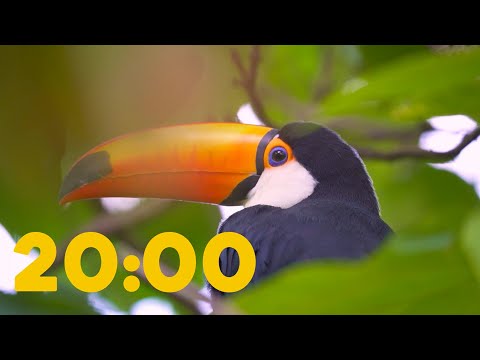 20 Minute Relaxing Timer | Amazon Rainforest | 4K