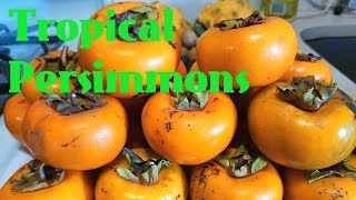 Tropical Persimmon Review - Weird Fruit Explorer Ep. 219