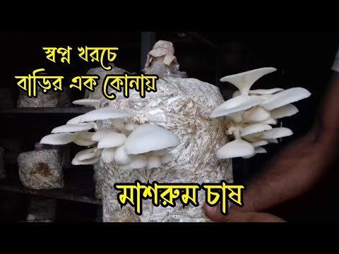 স্বপ্ন খরচে বাড়িতে কিভাবে মাশরুম চাষ করবেন । মাশরুম চাষ পদ্ধতি । মাশরুম খাওয়ার উপকারিতা @RoufAgro