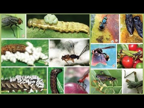 Role of Natural Enemies in the Appearance of New Agricultural Pests