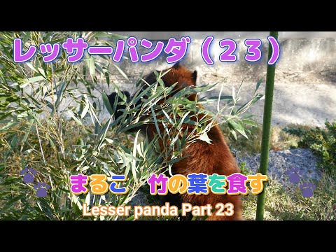 レッサーパンダ（２３）🎍まるこ　竹の葉を食す🎍（東山動植物園）Lesser panda Part 23